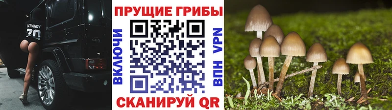 где можно купить наркотик  Новоаннинский  Псилоцибиновые грибы мицелий 